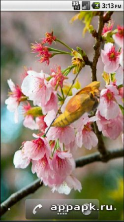 Butterfly FX Live Wallpaper живые обои с бабочкой