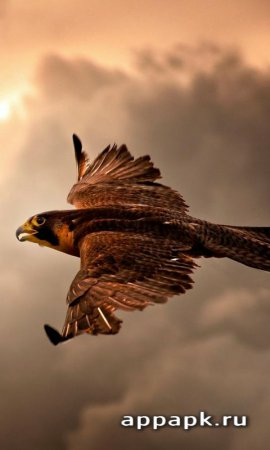 Falcon Live Wallpapers живые обои прекрасного сокола