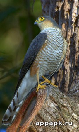 Falcon Live Wallpapers живые обои прекрасного сокола